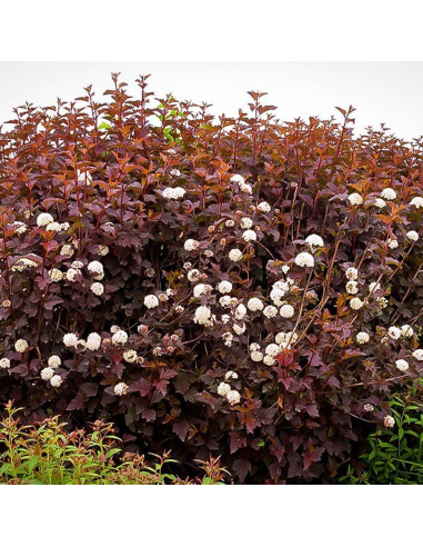 Physocarpus Opulifolius "Diabolo" - Ghiveci 5L