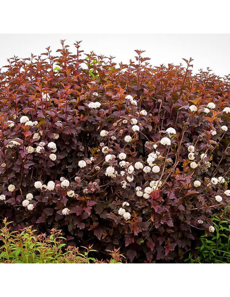 Physocarpus Opulifolius "Diabolo" - Ghiveci 5L