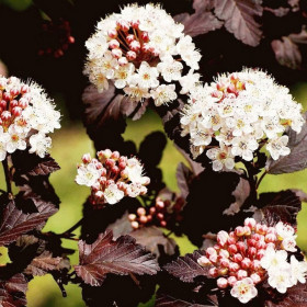 Physocarpus Opulifolius "Diabolo" - Ghiveci 5L 2