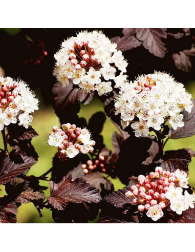 Physocarpus Opulifolius "Diabolo" - Ghiveci 5L
