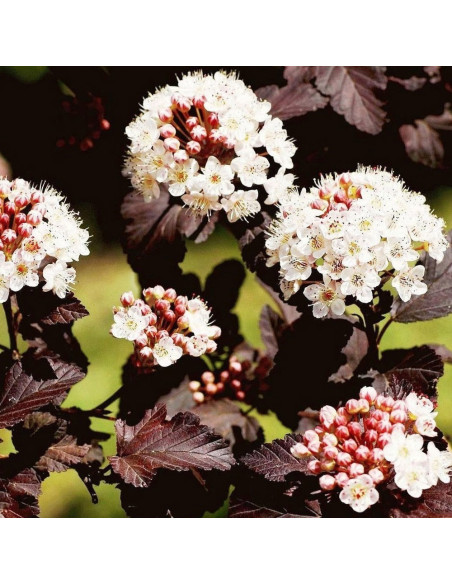 Physocarpus Opulifolius "Diabolo" - Ghiveci 5L