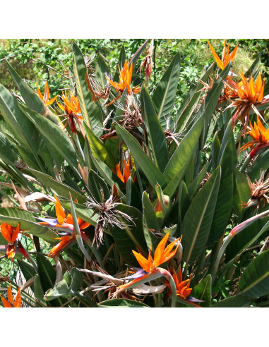 Strelitzia Reginae - Ghiveci P10 - 20-30 cm
