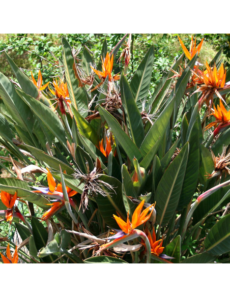 Strelitzia Reginae - Ghiveci P10 - 20-30 cm