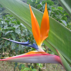 Strelitzia Reginae - Ghiveci P10 - 20-30 cm 2
