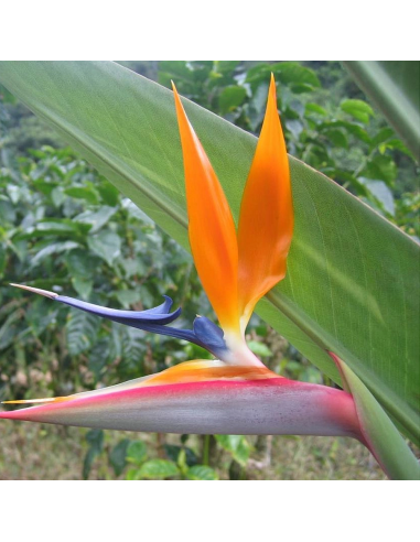 Strelitzia Reginae - Ghiveci P10 - 20-30 cm
