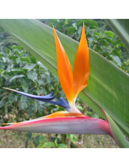 Strelitzia Reginae - Ghiveci P10 - 20-30 cm