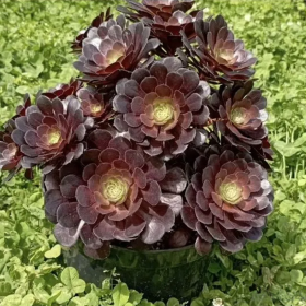 Aeonium arboreum "Trandafir Irlandez" - Ghiveci 2L