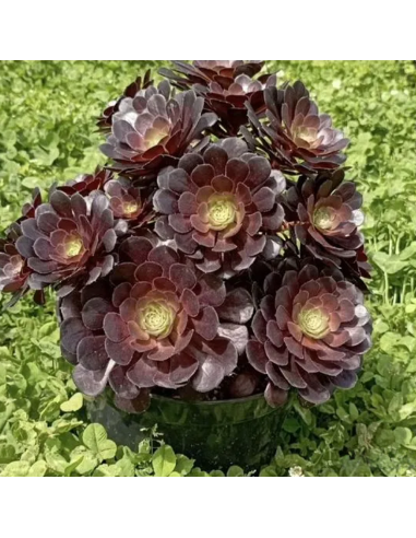 Aeonium arboreum "Trandafir Irlandez" - Ghiveci 2L