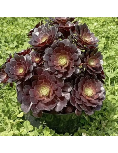 Aeonium arboreum "Trandafir Irlandez" - Ghiveci 2L