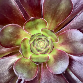 Aeonium arboreum "Trandafir Irlandez" - Ghiveci 2L 2