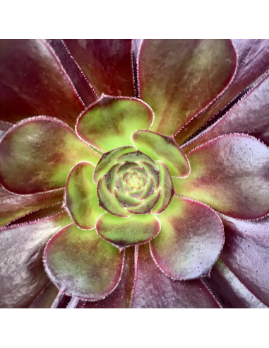 Aeonium arboreum "Trandafir Irlandez" - Ghiveci 2L