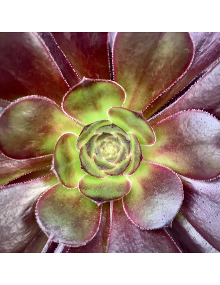 Aeonium arboreum "Trandafir Irlandez" - Ghiveci 2L