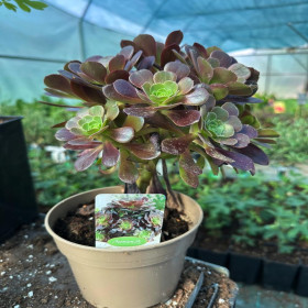 Aeonium arboreum Velours "Trandafir Irlandez" - Ghiveci 2L