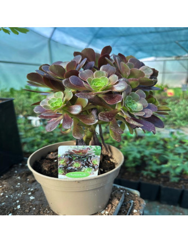 Aeonium arboreum Velours "Trandafir Irlandez" - Ghiveci 2L