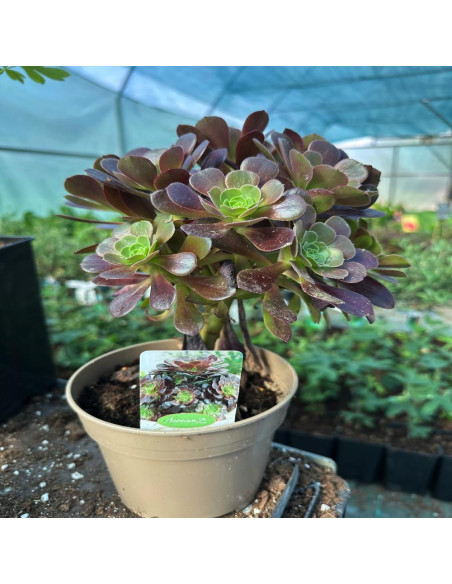 Aeonium arboreum Velours "Trandafir Irlandez" - Ghiveci 2L