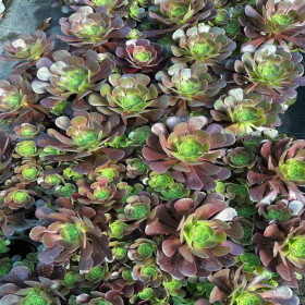 Aeonium arboreum Velours "Trandafir Irlandez" - Ghiveci 2L 2