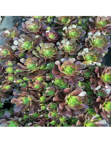 Aeonium arboreum Velours "Trandafir Irlandez" - Ghiveci 2L