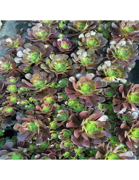 Aeonium arboreum Velours "Trandafir Irlandez" - Ghiveci 2L
