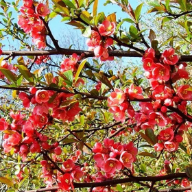 Gutui Japonez Chaenomeles Elly Mossel - Ghiveci 5L