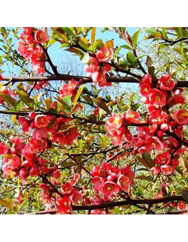 Gutui Japonez Chaenomeles Elly Mossel - Ghiveci 5L