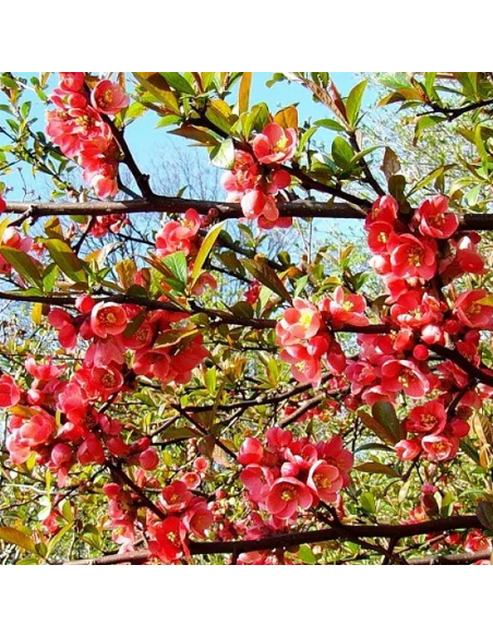 Gutui Japonez Chaenomeles Elly Mossel - Ghiveci 5L