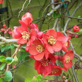 Gutui Japonez Chaenomeles Elly Mossel - Ghiveci 5L 2