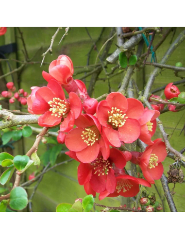 Gutui Japonez Chaenomeles Elly Mossel - Ghiveci 5L