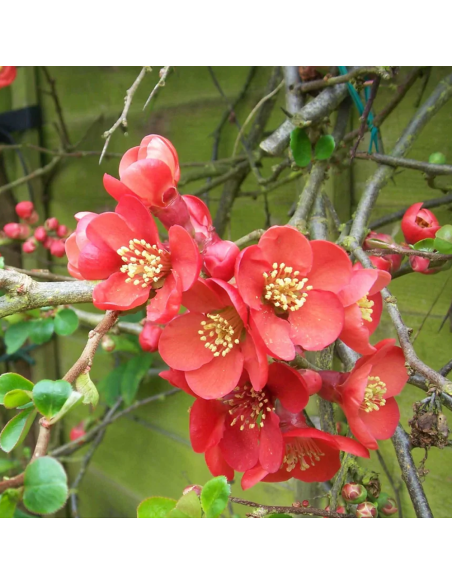 Gutui Japonez Chaenomeles Elly Mossel - Ghiveci 5L