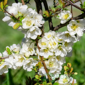 Gutui Japonez Chaenomeles Jet Trail - Ghiveci 5L