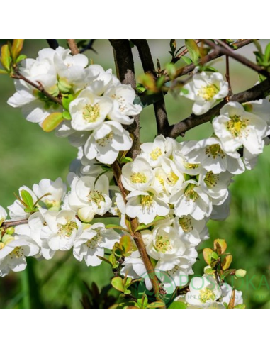 Gutui Japonez Chaenomeles Jet Trail - Ghiveci 5L