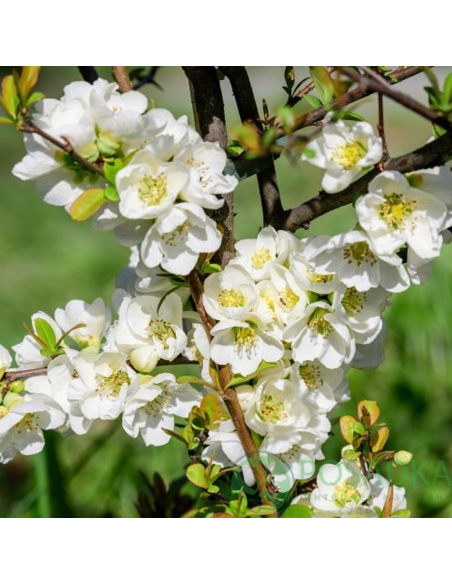 Gutui Japonez Chaenomeles Jet Trail - Ghiveci 5L