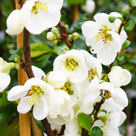 Gutui Japonez Chaenomeles Jet Trail - Ghiveci 5L 2