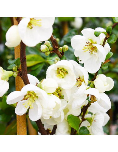 Gutui Japonez Chaenomeles Jet Trail - Ghiveci 5L