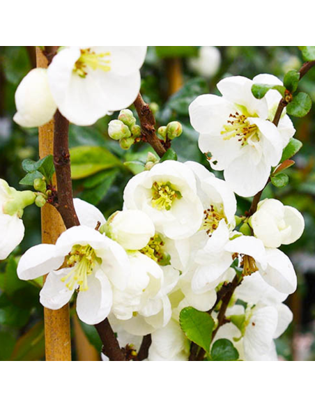 Gutui Japonez Chaenomeles Jet Trail - Ghiveci 5L