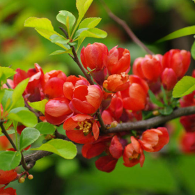 Gutui Japonez Chaenomeles Scarlet - Ghiveci 5L