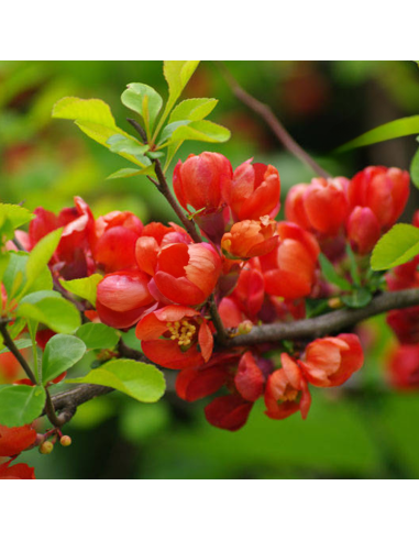 Gutui Japonez Chaenomeles Scarlet - Ghiveci 5L