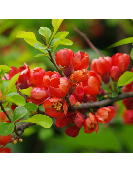 Gutui Japonez Chaenomeles Scarlet - Ghiveci 5L