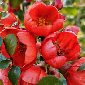 Gutui Japonez Chaenomeles Scarlet - Ghiveci 5L 2