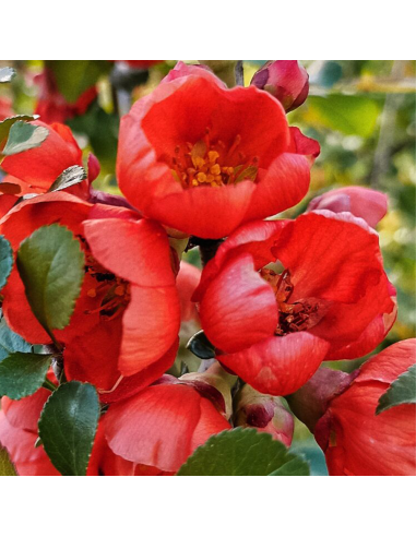 Gutui Japonez Chaenomeles Scarlet - Ghiveci 5L