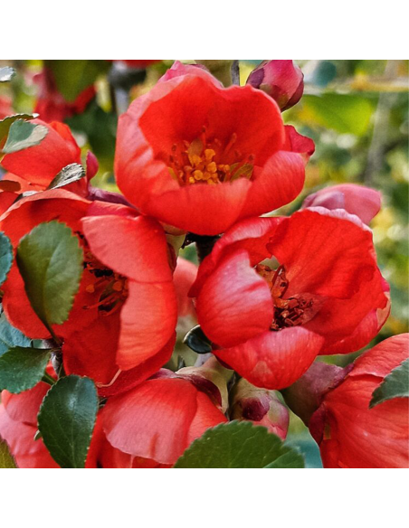 Gutui Japonez Chaenomeles Scarlet - Ghiveci 5L