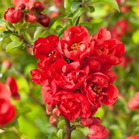 Gutui Japonez Chaenomeles Red Joy - Ghiveci 5L