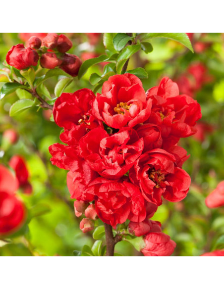 Gutui Japonez Chaenomeles Red Joy - Ghiveci 5L