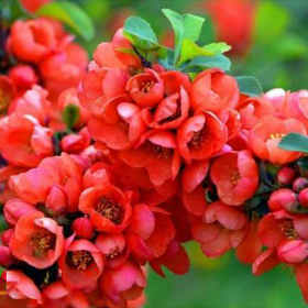 Gutui Japonez Chaenomeles Red Joy - Ghiveci 5L 2