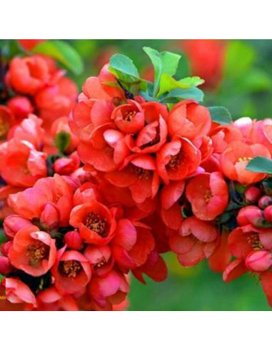 Gutui Japonez Chaenomeles Red Joy - Ghiveci 5L