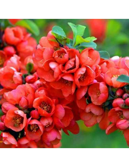 Gutui Japonez Chaenomeles Red Joy - Ghiveci 5L