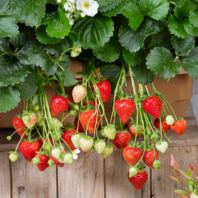 Căpșuni Fragaria "Snow Summer Breeze" - Ghiveci P9
