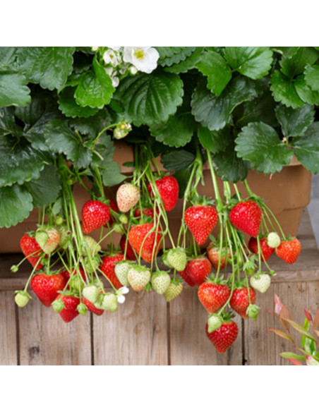 Căpșuni Fragaria "Snow Summer Breeze" - Ghiveci P9
