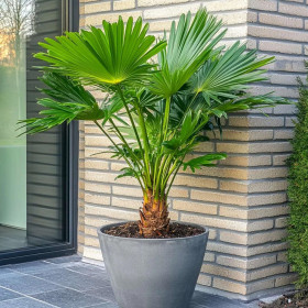 Palmier Pitic - Chamaerops Humilis - Ghiveci 5L