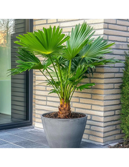 Palmier Pitic - Chamaerops Humilis - Ghiveci 5L