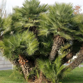 Palmier Pitic - Chamaerops Humilis - Ghiveci 5L 2